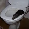 ackligkloakratta67