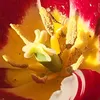 rosenoire2807