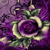 starlight_whish
