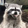 saikur__