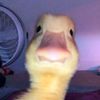 sgksjlny
