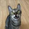 ellaandthecat