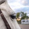 18equestrian