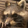 iluvraccoons_