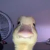 matii.valentini
