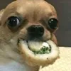 kuri.ririmi