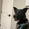 nitrotherescuepup