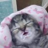 bruhidkwhatsgoingonlol