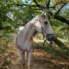 irisnoa0212