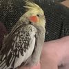 piney09