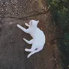 glosscatt