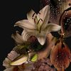 najlaa_widad