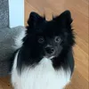 bear_and_loki