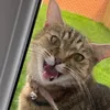 the_orginal_awesome_one