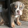 adora_bullfrankie
