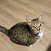 meow_win79