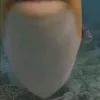 jebaitedlul