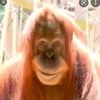 monkeinthemiddle