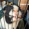 banana.belle