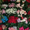 asma.zineb