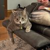 chokeonmycatstoesbitch