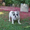 betinabuldoguefrances