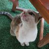 onlycatcanmeow