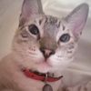 juanchocat