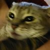 toebeansnclowns