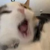 swiktoria03