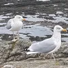 nanougros