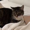 katnottmeier