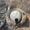 barbgrass