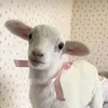 whynotmyah