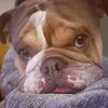 chandlerthebulldog