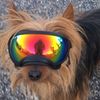 microdogland