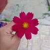 yankaalhadef
