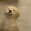 soturoberii