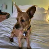 chaz_2002_
