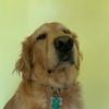 milothegold