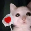 _tabbycat03