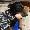 pets33_