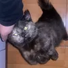 uynoa99