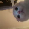 qt.nyna