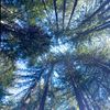 lemon_tree_symphony