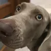 rzepa.weimaranerv2