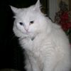 noor1980143