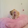 guineapigsrcool