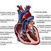 aorta20