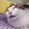 pegacesh